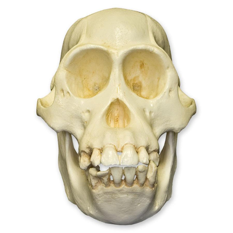 Replica Bornean Orangutan Skull - Female