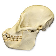 Replica Bornean Orangutan Skull - Female