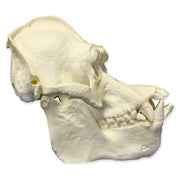 Replica Bornean Orangutan Skull (Male)