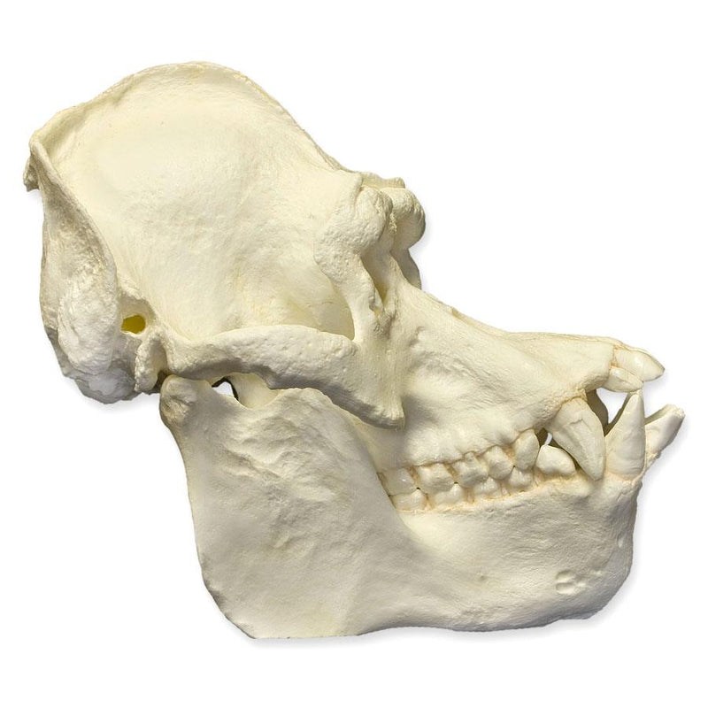 Replica Bornean Orangutan Skull (Male)