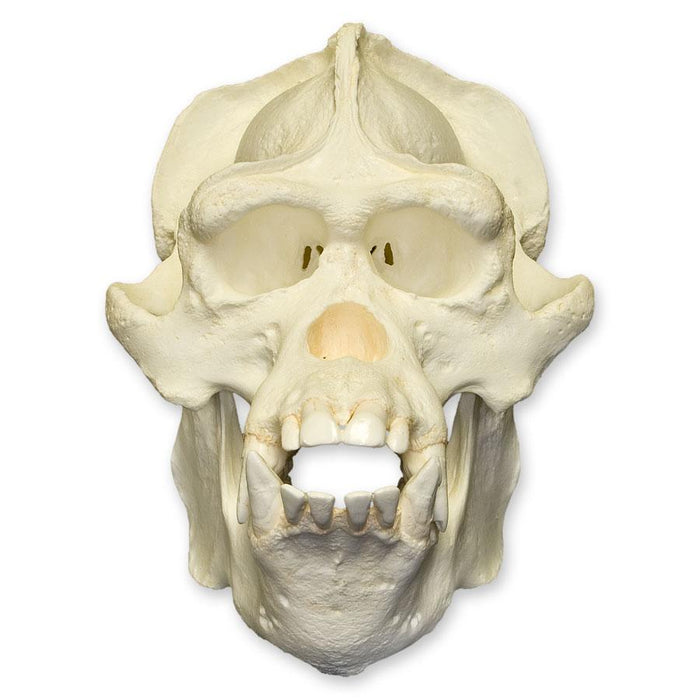 Replica Bornean Orangutan Skull (Male)