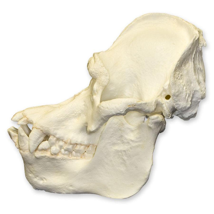 Replica Bornean Orangutan Skull (Male)