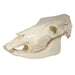 Replica Cow Skull