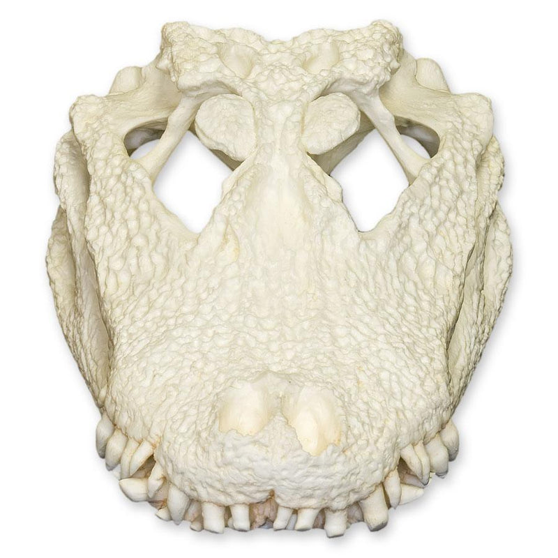 Replica Chinese Alligator Skull