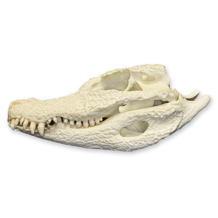 Replica Chinese Alligator Skull
