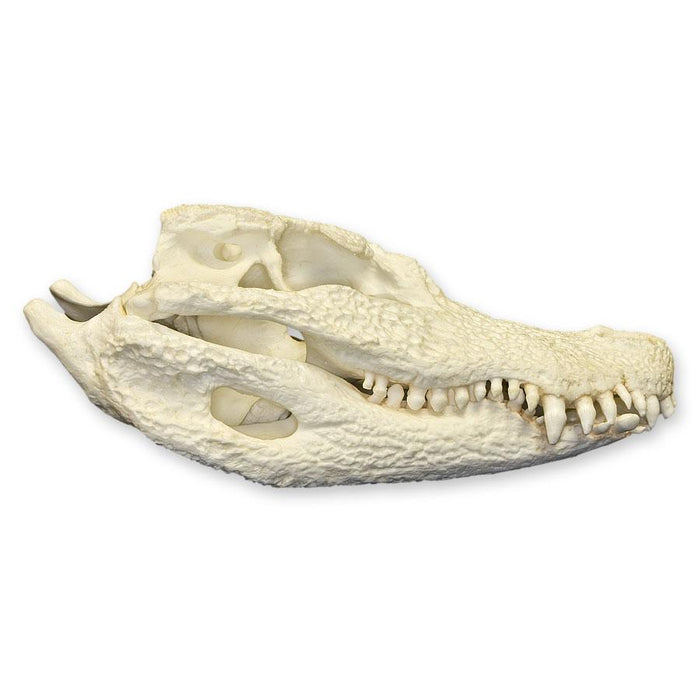 Replica Chinese Alligator Skull