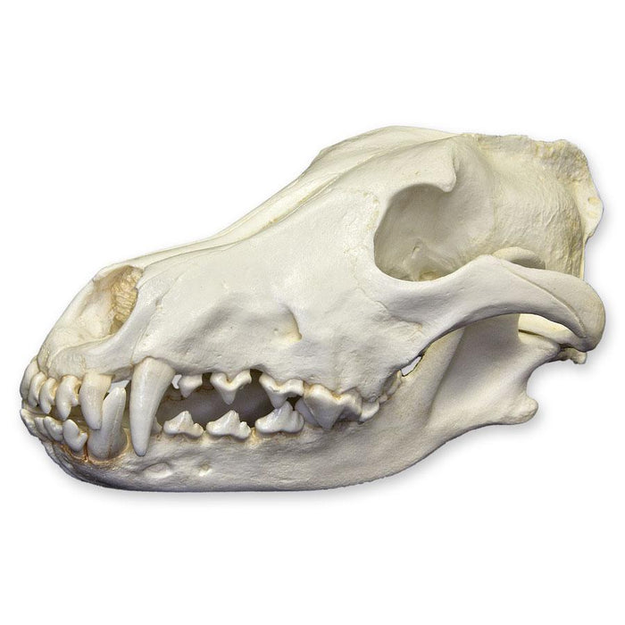 Replica Gray Wolf Skull (Teaching Quality)