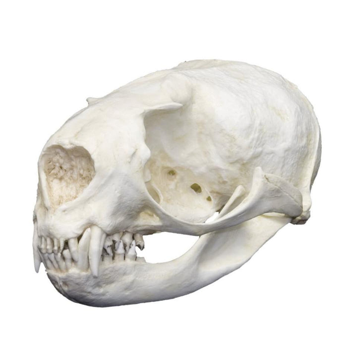 Replica Northern Fur Seal Skull (Female)