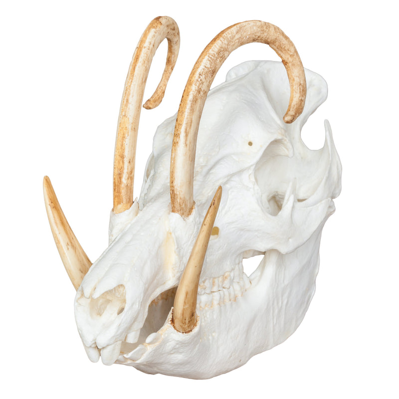 Replica Babirusa Skull