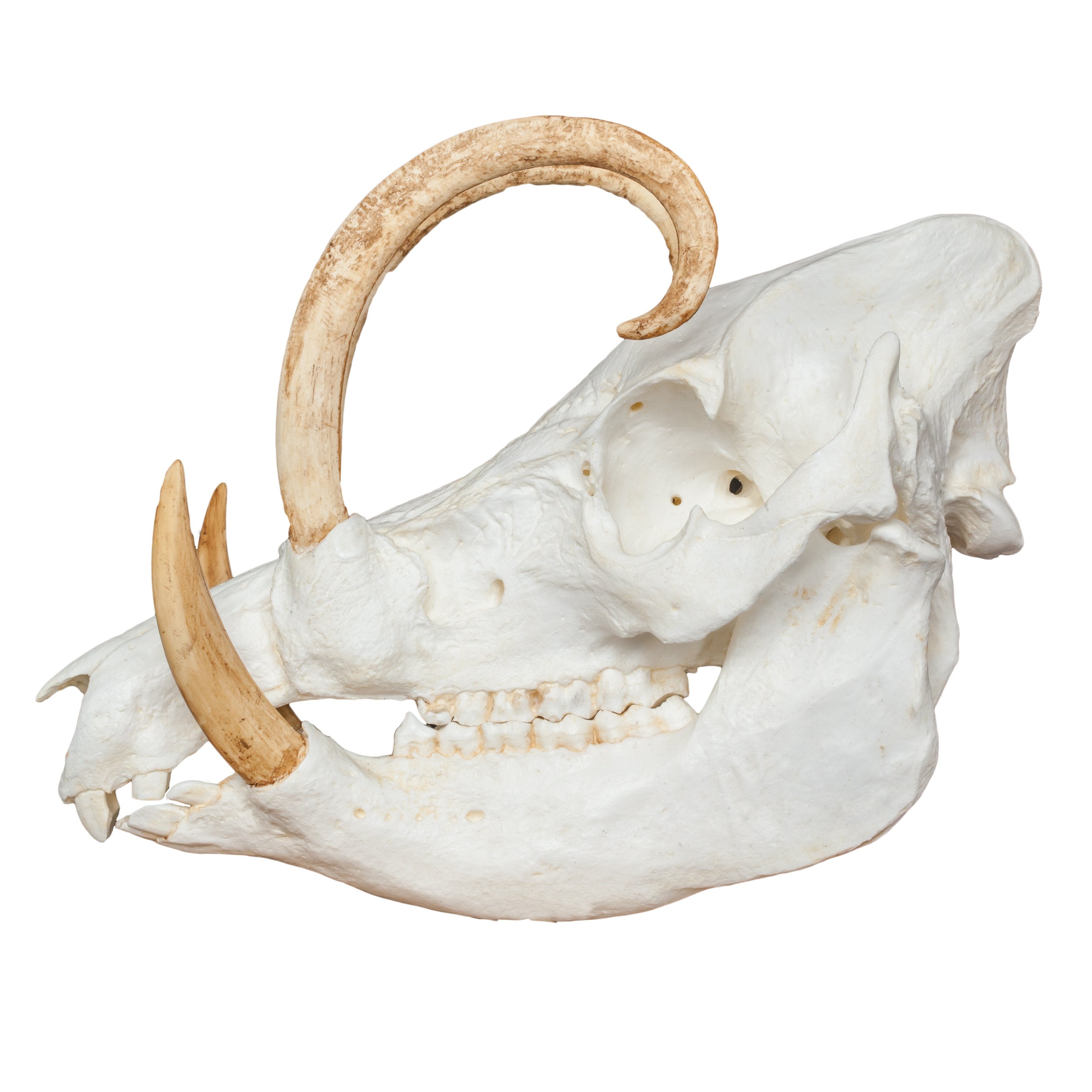 Replica Babirusa Skull For Sale — Skulls Unlimited International, Inc.