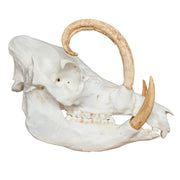Replica Babirusa Skull