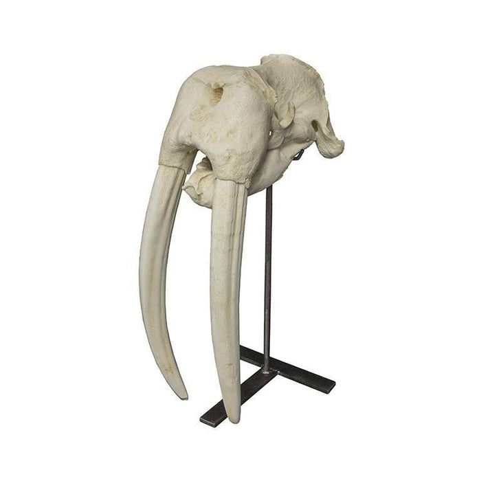 Replica Walrus Skull
