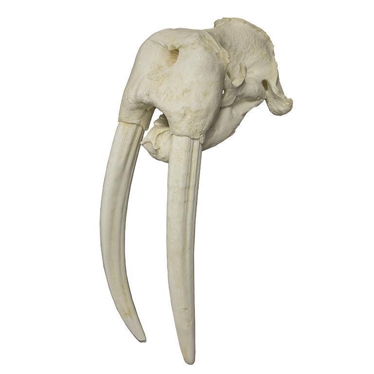 Replica Walrus Skull