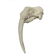 Replica Walrus Skull