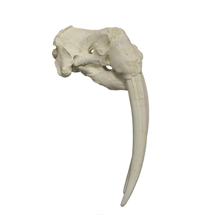 Replica Walrus Skull
