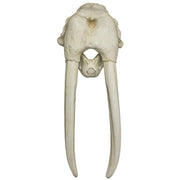 Replica Walrus Skull