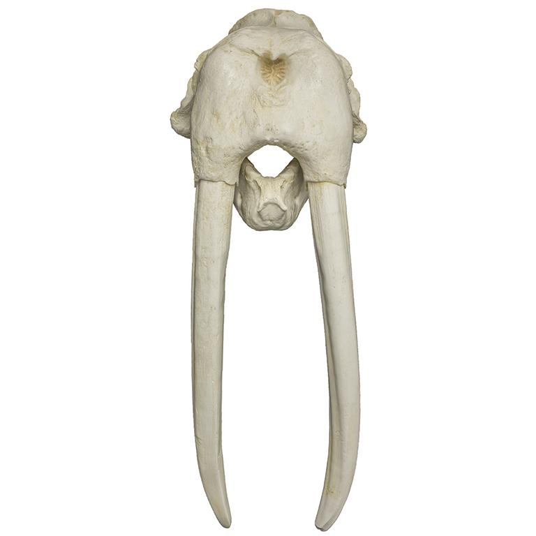 Replica Walrus Skull