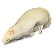 Replica Giant Pangolin Skull