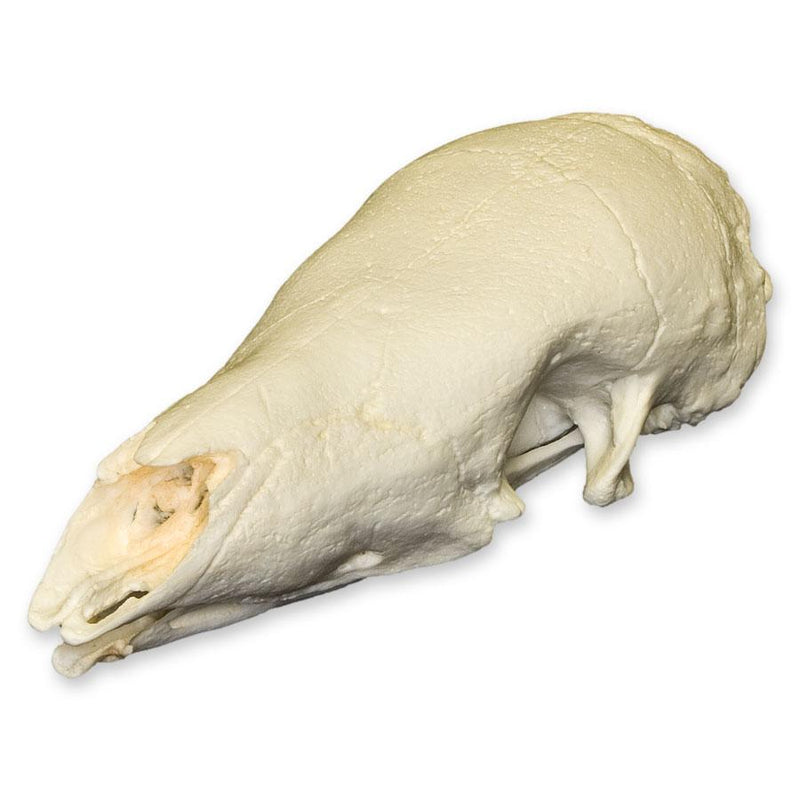 Replica Giant Pangolin Skull