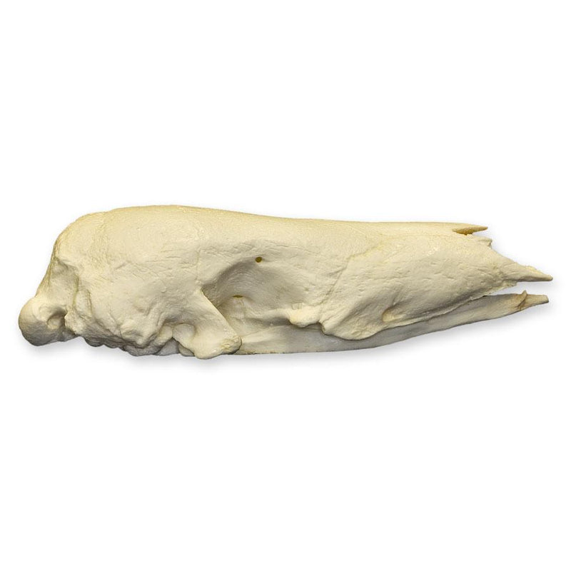 Replica Giant Pangolin Skull