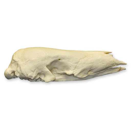 Replica Giant Pangolin Skull