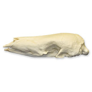 Replica Giant Pangolin Skull