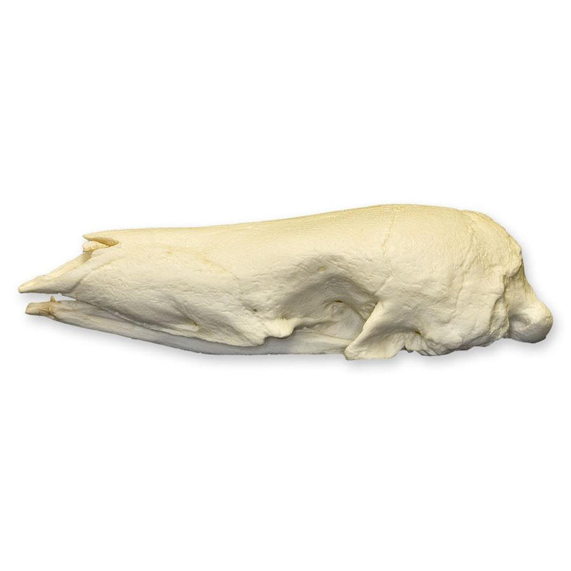 Replica Giant Pangolin Skull