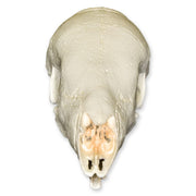 Replica Giant Pangolin Skull