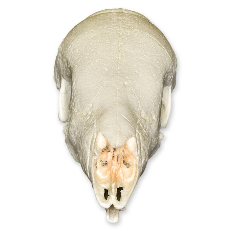 Replica Giant Pangolin Skull