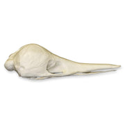 Replica Short-beaked Echidna Skull - Teaching Quality