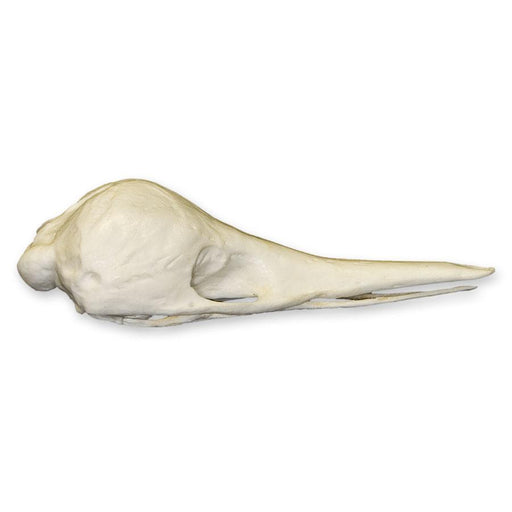 Replica Short-beaked Echidna Skull - Teaching Quality