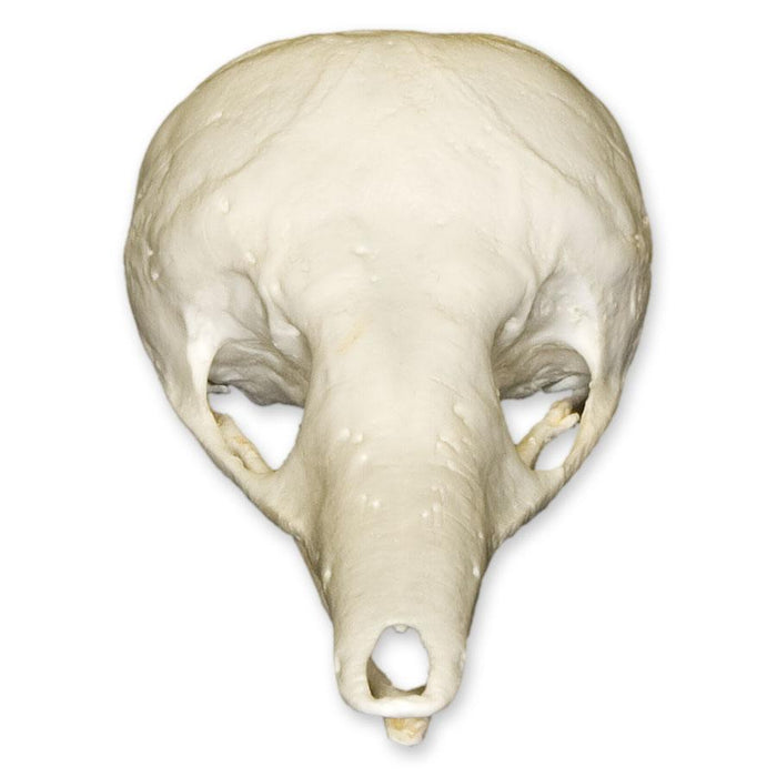 Replica Short-beaked Echidna Skull - Teaching Quality