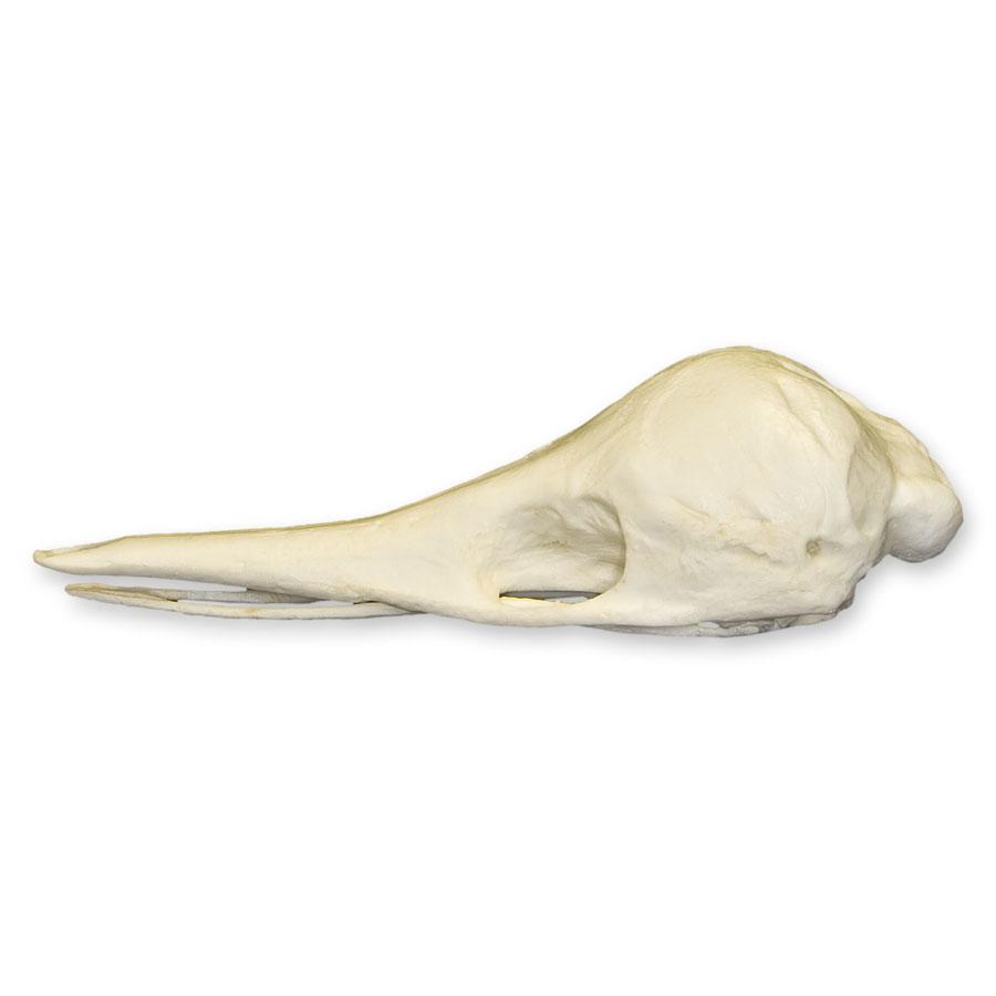 Replica Short-nosed Echidna Skull For Sale — Skulls Unlimited