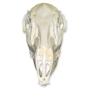 Replica Whitetail Deer Skull