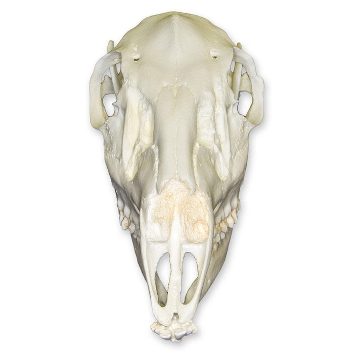 Replica Whitetail Deer Skull