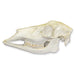 Replica Whitetail Deer Skull