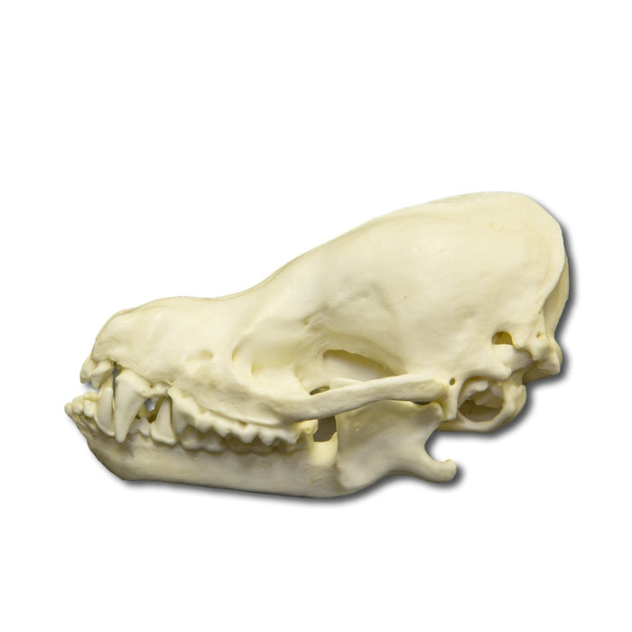 Replica Cave Myotis Bat Skull (8:1 Scale)