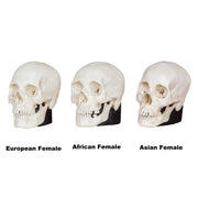 Replica Human Female Skull Set: African, Asian, and European