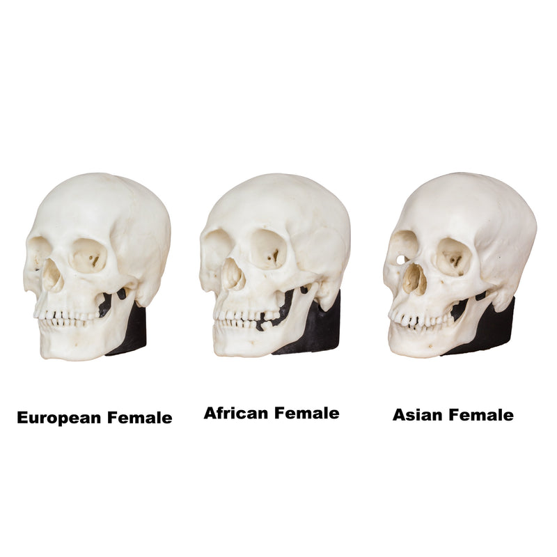 Replica Human Female Skull Set: African, Asian, and European