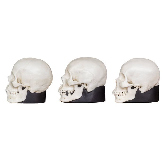 Replica Human Female Skull Set: African, Asian, and European