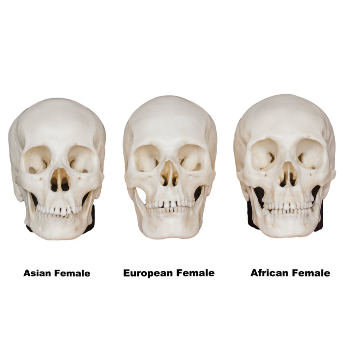 Replica Human Female Skull Set: African, Asian, and European