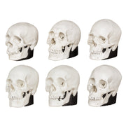Replica Half Scale Human Male and Female Skull Set: African, Asian, and European