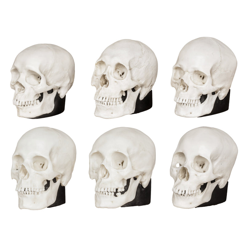 Replica Half Scale Human Male and Female Skull Set: African, Asian, and European