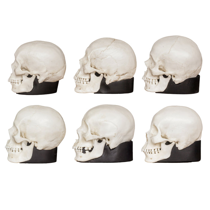 Replica Half Scale Human Male and Female Skull Set: African, Asian, and European
