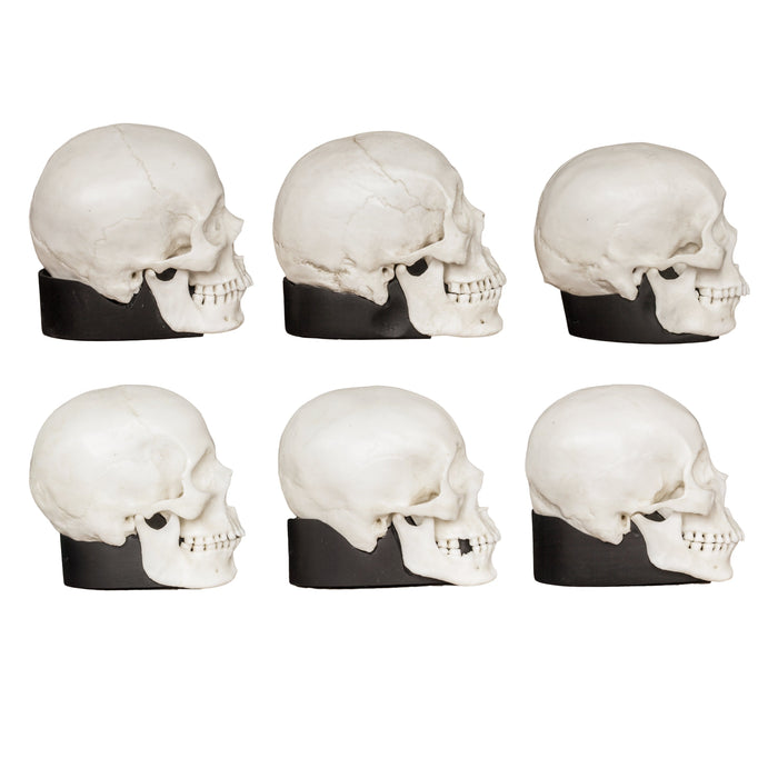 Replica Half Scale Human Male and Female Skull Set: African, Asian, and European