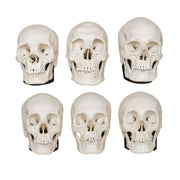 Replica Half Scale Human Male and Female Skull Set: African, Asian, and European