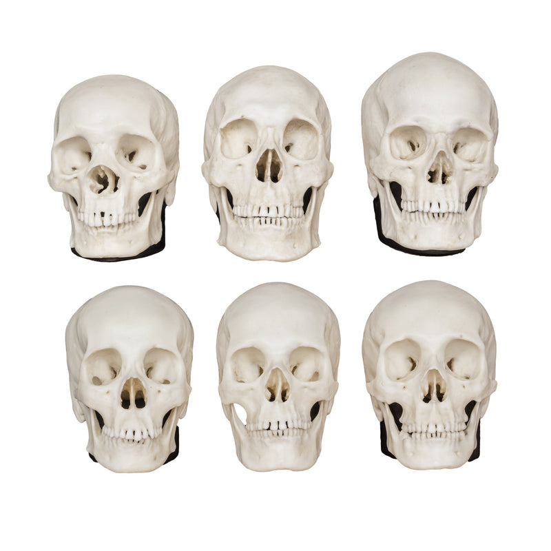 Replica Half Scale Human Male and Female Skull Set: African, Asian, and European