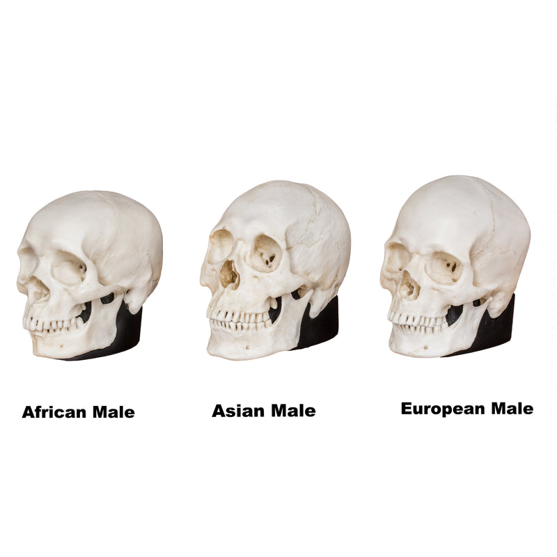 Replica Half Scale Human Male Skull Set: African, Asian, and European
