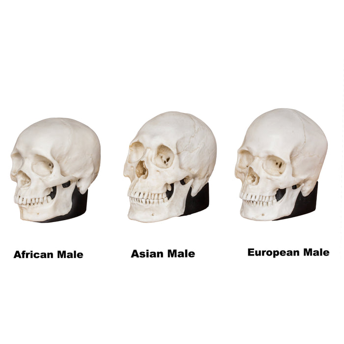 Replica Half Scale Human Male Skull Set: African, Asian, and European
