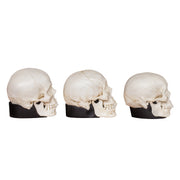 Replica Half Scale Human Male Skull Set: African, Asian, and European